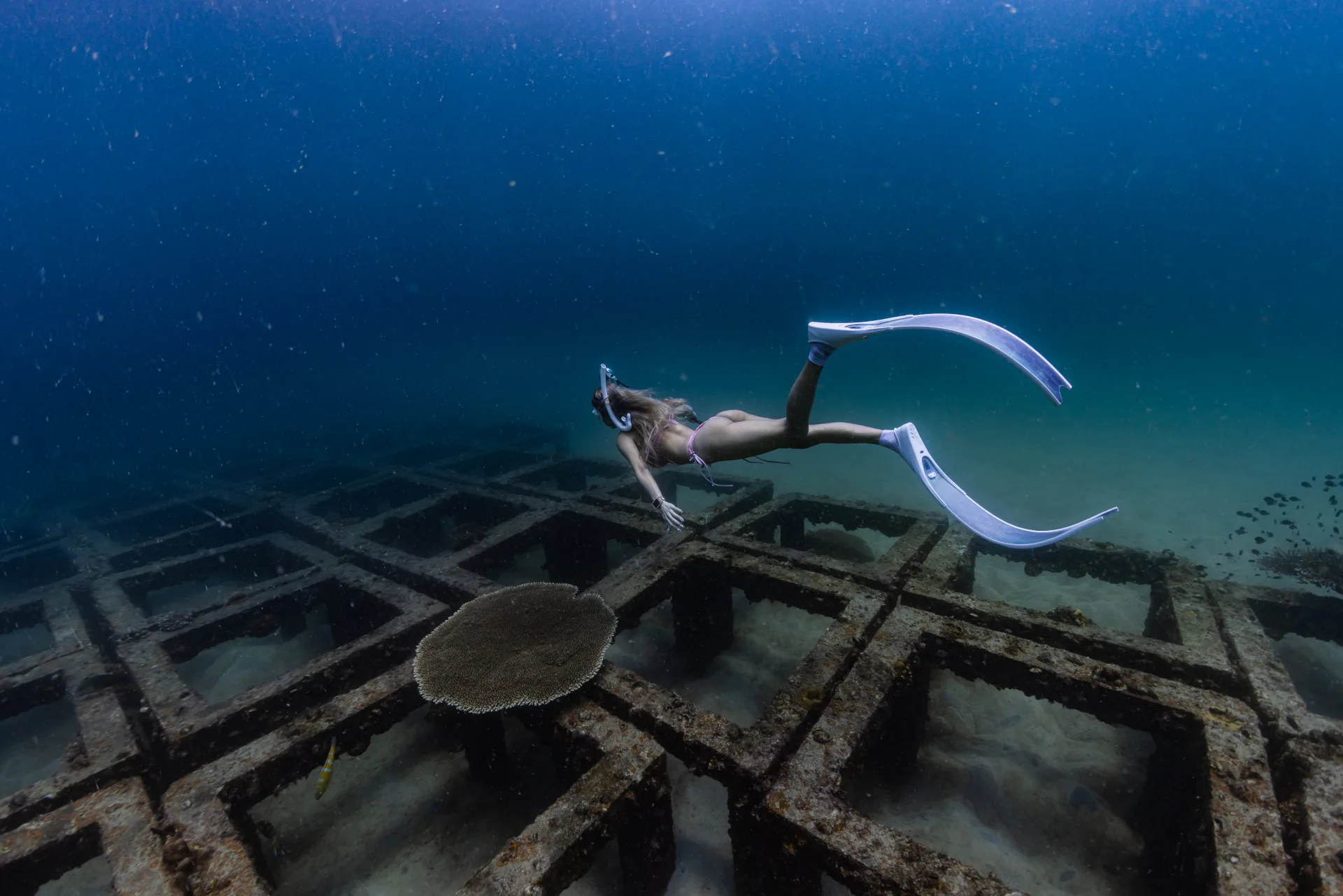 Koh Tao artificial reef