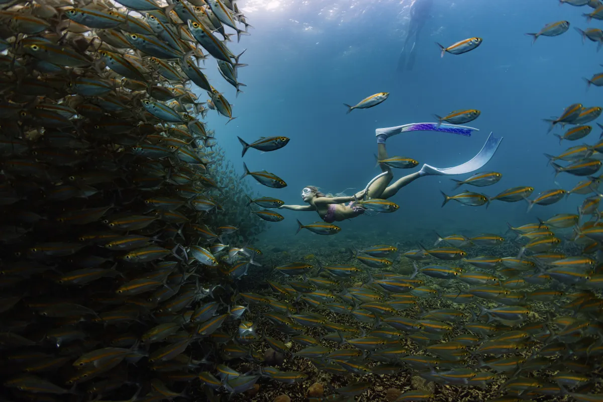Coral reef marine life near Koh Tao