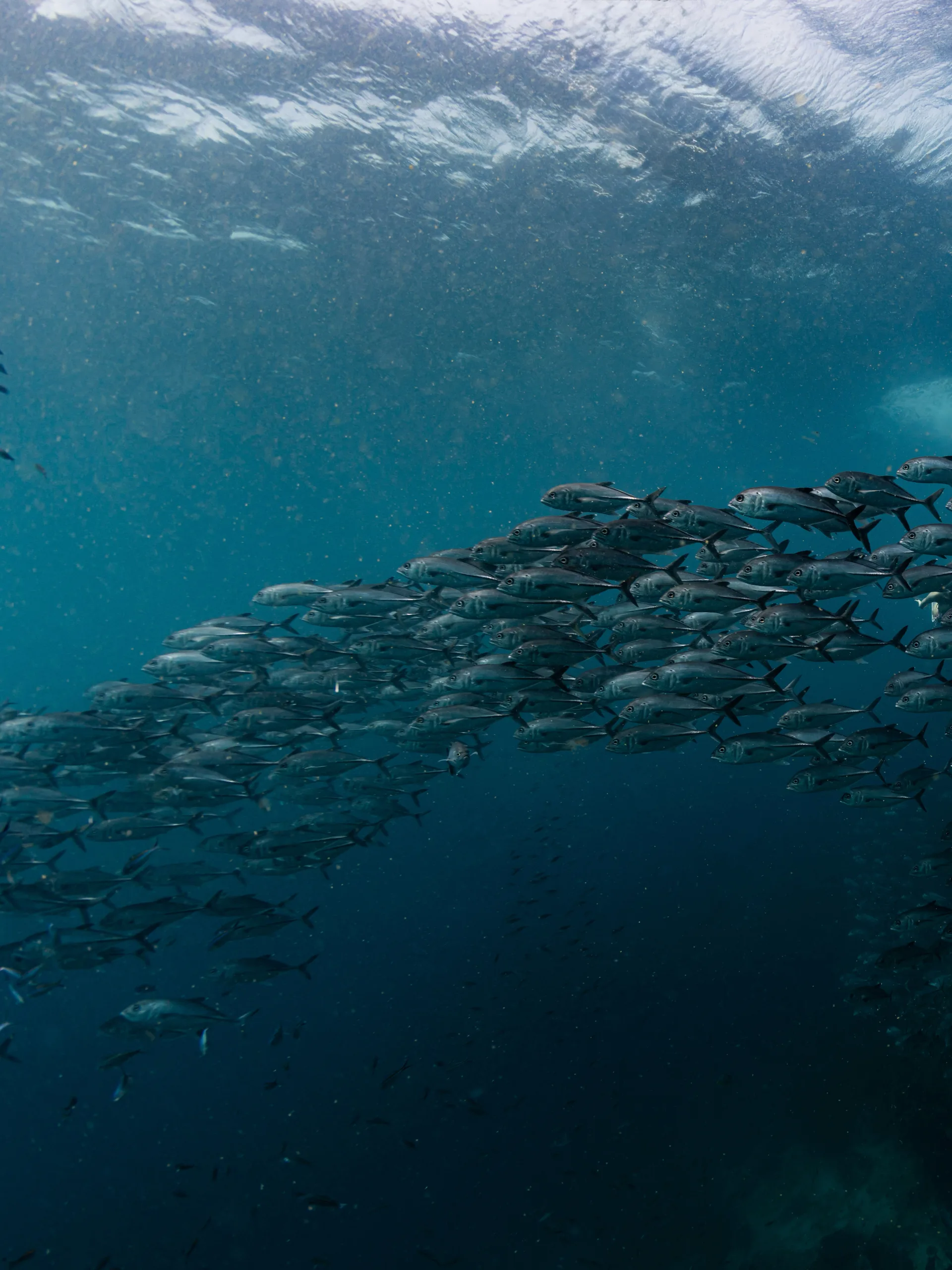 Marine life surrounding Sail Rock underwater