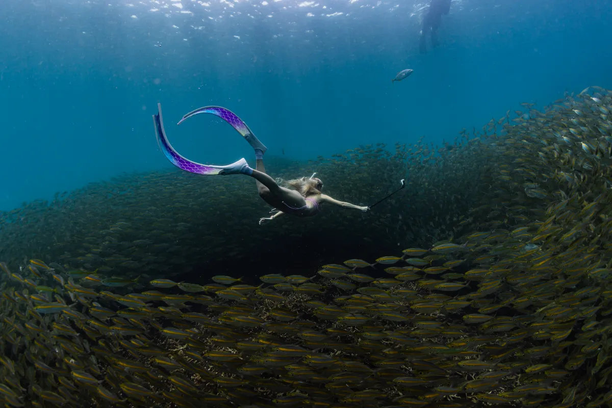 Tanote Bay fish school at depth